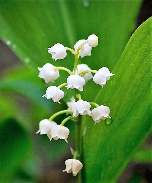 brin de muguet