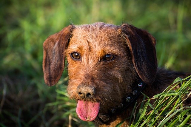 chien de chasse